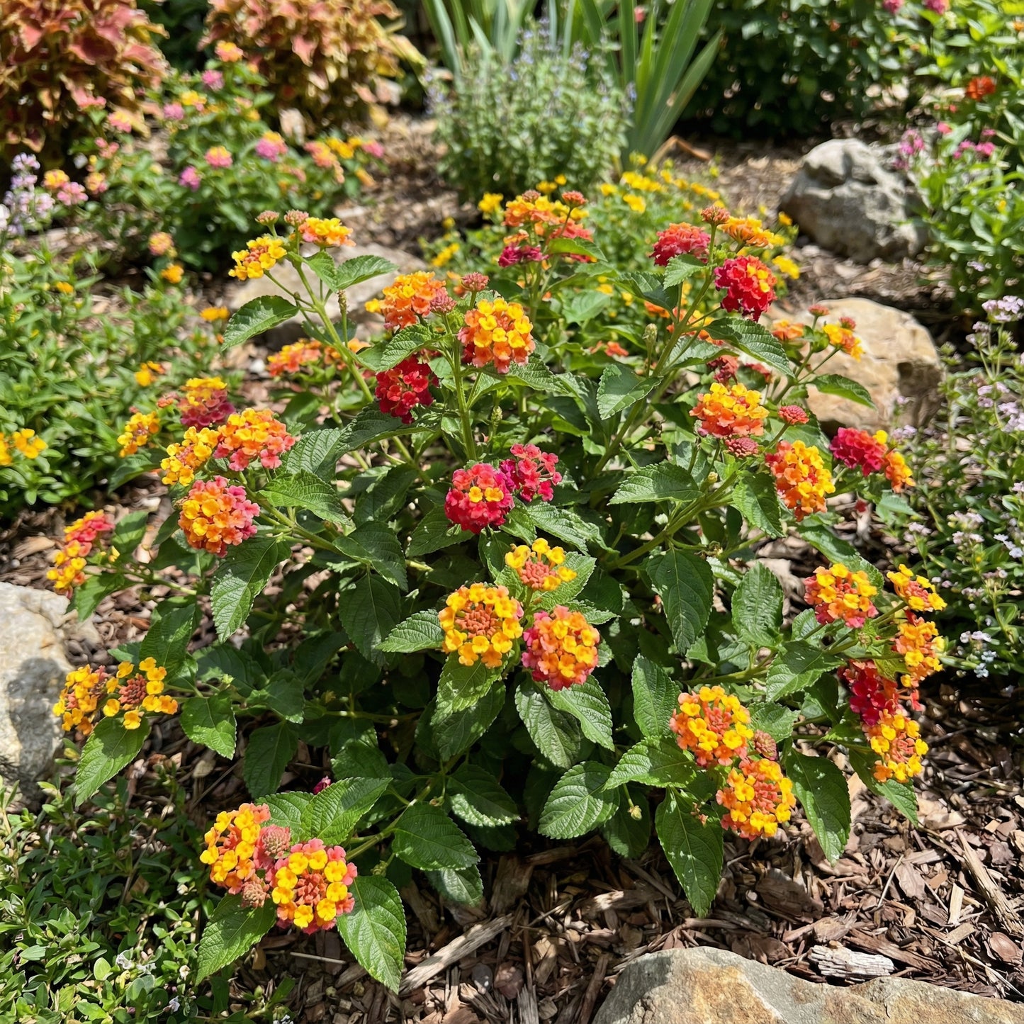 Mixed Lantana Camara Flower seeds for Planting - Garden Favorite, Heirloom & GMO Free Seeds for Home Garden