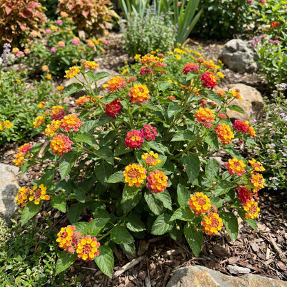 Mixed Lantana Camara Flower seeds for Planting - Garden Favorite, Heirloom & GMO Free Seeds for Home Garden