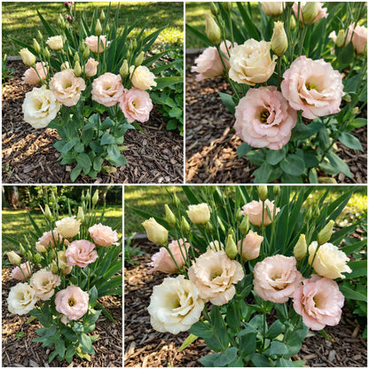 Pink White Eustoma Flower Seeds for Planting - Elegant Annual Blooms for Your Garden