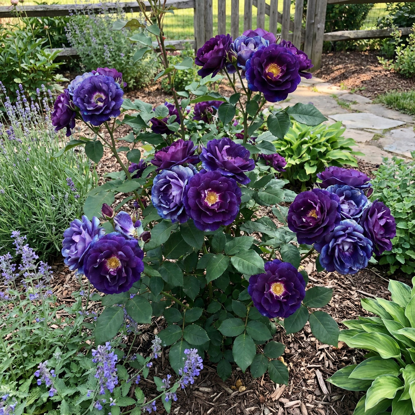 Blue Midnight Rose Seeds for Planting