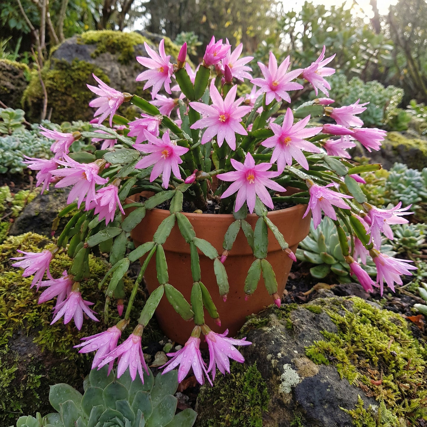 Pink Hatiora Rosea Planting Seeds - Beautiful Perennial Flower Seeds