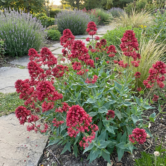 Red Jupiter's Beard Flower Seeds - Perennial Planting for Vibrant Blooms