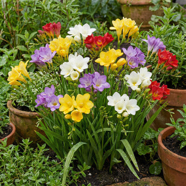 Mix Freesias Flower Planting Seeds for Vibrant Garden Blooms