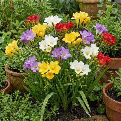 Mix Freesias Flower Planting Seeds for Vibrant Garden Blooms