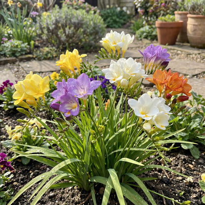 Mix Freesias Flower Planting Seeds for Vibrant Garden Blooms