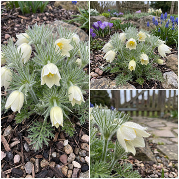 White Pasque Flower for Planting  Seeds for Elegant White Blossoms and Lush Garden Growth
