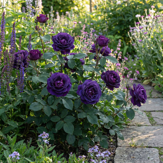 Blue Midnight Rose Seeds for Planting