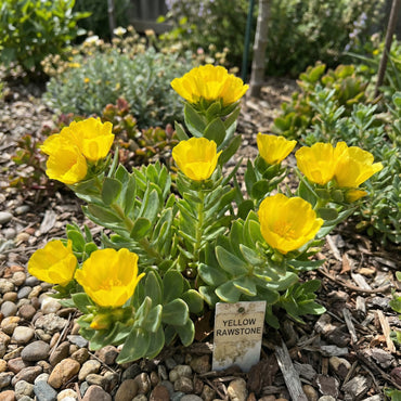 Yellow Rawstone Plant for Your Garden  Seed for Bright and Cheerful Blooms