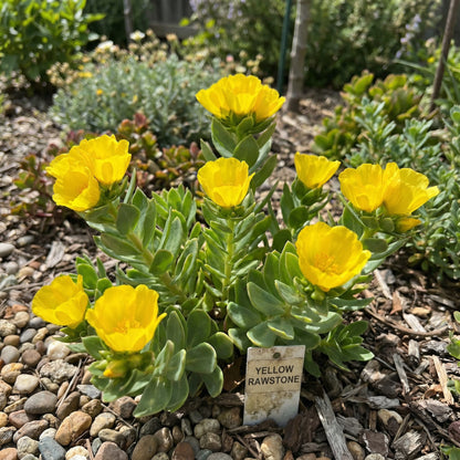 Yellow Rawstone Plant for Your Garden  Seed for Bright and Cheerful Blooms