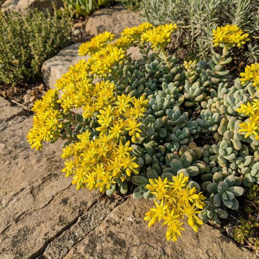 Yellow Rawstone Plant for Your Garden  Seed for Bright and Cheerful Blooms