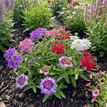 Mixed-Color Verbena Flower Seeds for Planting
