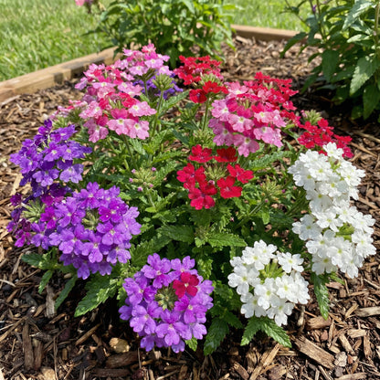 Mixed-Color Verbena Flower Seeds for Planting