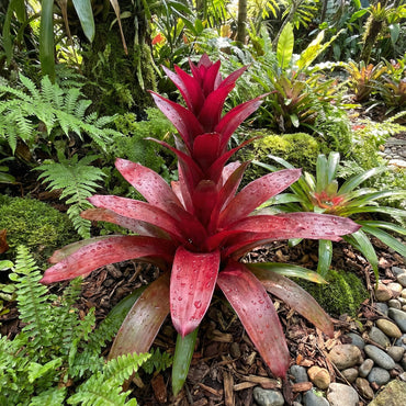Red Bromeliad Plant Seeds for Colorful Indoor & Outdoor Planting