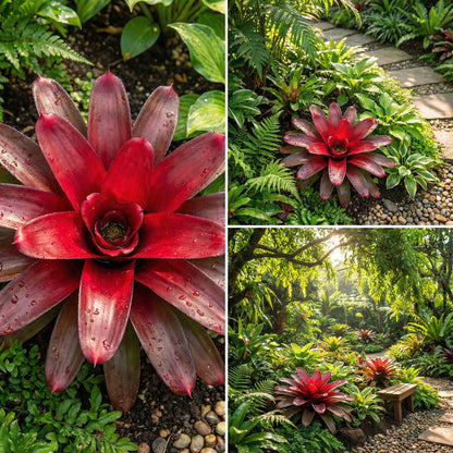 Red Bromeliad Plant Seeds for Colorful Indoor & Outdoor Planting