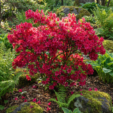 Planting Seeds - Vibrant Crimson Blooms for Your Garden
