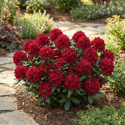 Planting Seeds - Vibrant Crimson Blooms for Your Garden