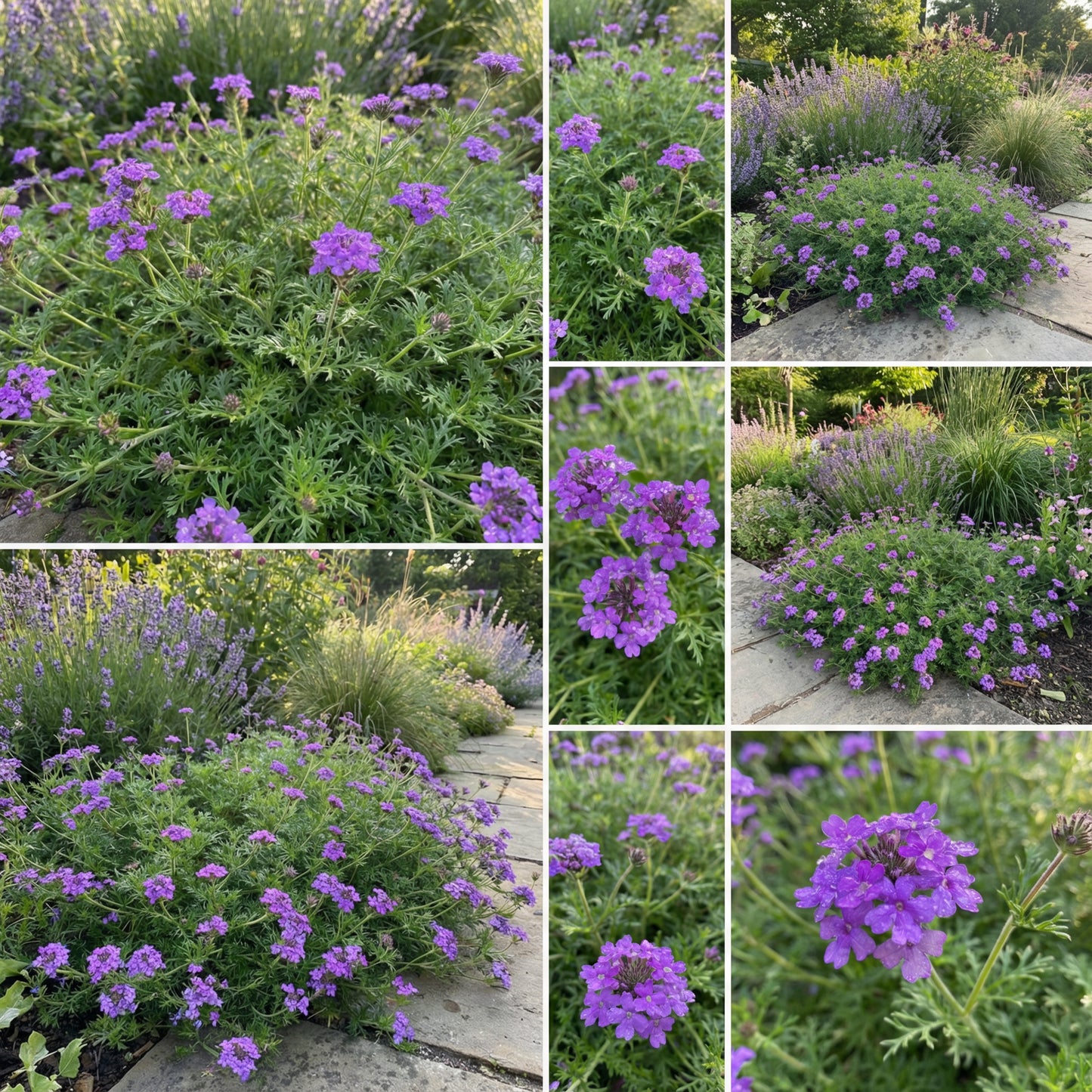 Purple Moss Verbena Seeds for Planting - Stunning Garden Ground Cover