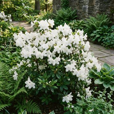 White Azalea Tree Seeds for Beautiful Garden Planting - Seeds for Stunning Blossoms and Outdoor Charm