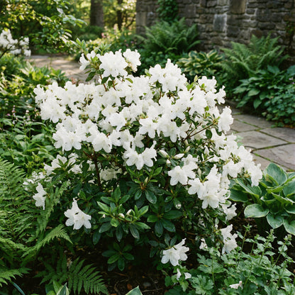 White Azalea Tree Seeds for Beautiful Garden Planting - Seeds for Stunning Blossoms and Outdoor Charm