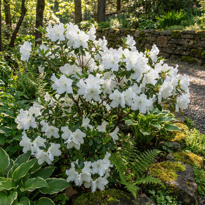 White Azalea Tree Seeds for Beautiful Garden Planting - Seeds for Stunning Blossoms and Outdoor Charm