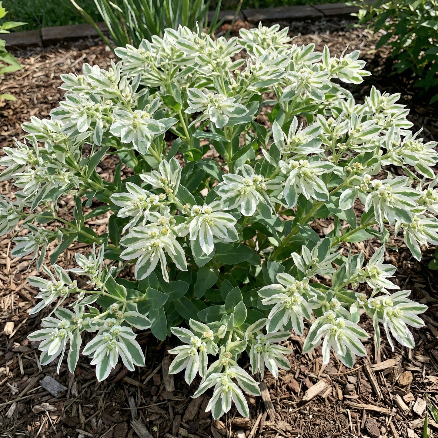 Green Snow On The Mountain Seeds - Beautiful Variegated Foliage for Planting