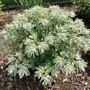 Green Snow On The Mountain Seeds - Beautiful Variegated Foliage for Planting