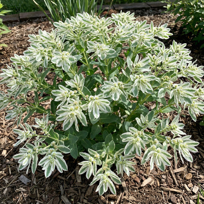 Green Snow On The Mountain Seeds - Beautiful Variegated Foliage for Planting