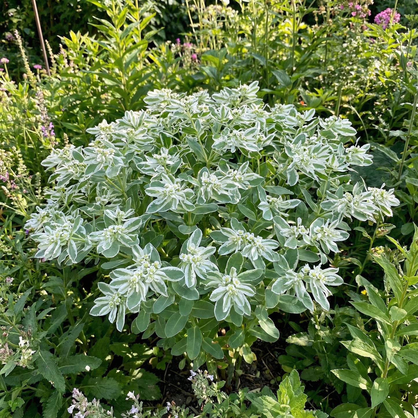 Green Snow On The Mountain Seeds - Beautiful Variegated Foliage for Planting