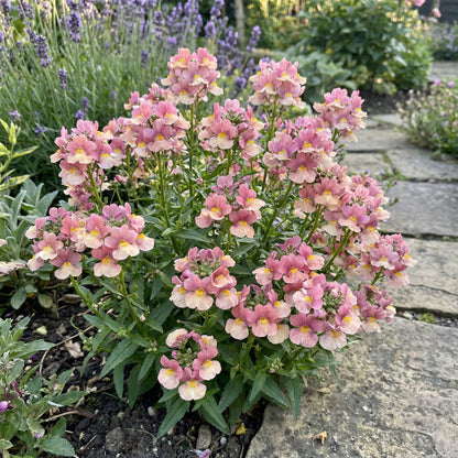 Pink Nemesia Poetry Seeds for Planting - Easy to Grow Flower Seeds for Stunning Spring Garden Blooms