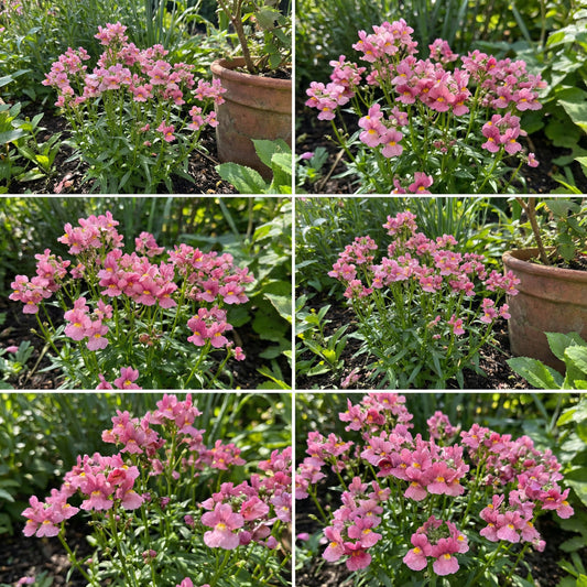 Pink Nemesia Poetry Seeds for Planting - Easy to Grow Flower Seeds for Stunning Spring Garden Blooms