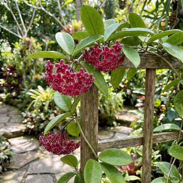 Red Hoya Flower Seeds for Planting - Vibrant Star-Shaped Blooms