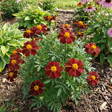 Marigold Red Marietta Flower Planting Seeds - Vibrant Garden Blooms for Colorful Landscapes