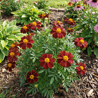 Marigold Red Marietta Flower Planting Seeds - Vibrant Garden Blooms for Colorful Landscapes