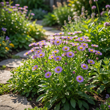 Purple Yellow Erigeron Flower Seeds for Vibrant Planting
