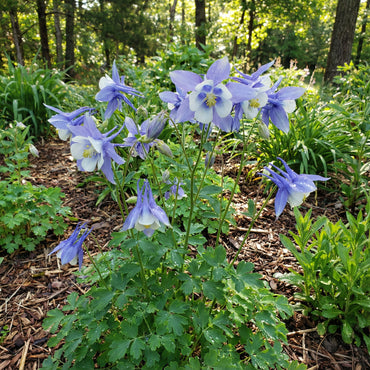 Aquilegia Coerulea Seeds for Planting - Blue & White Flowers