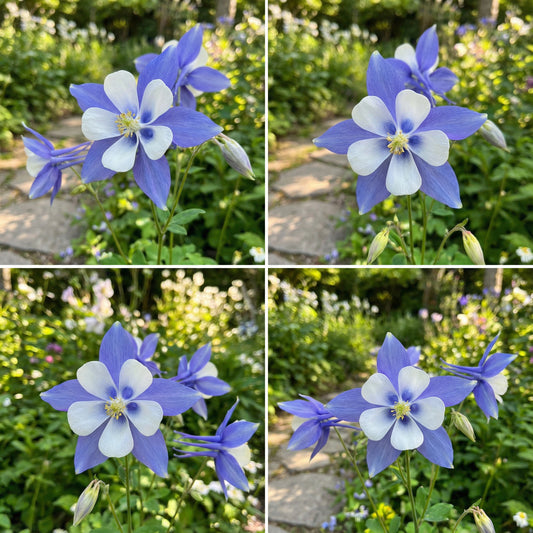 Aquilegia Coerulea Seeds for Planting - Blue & White Flowers