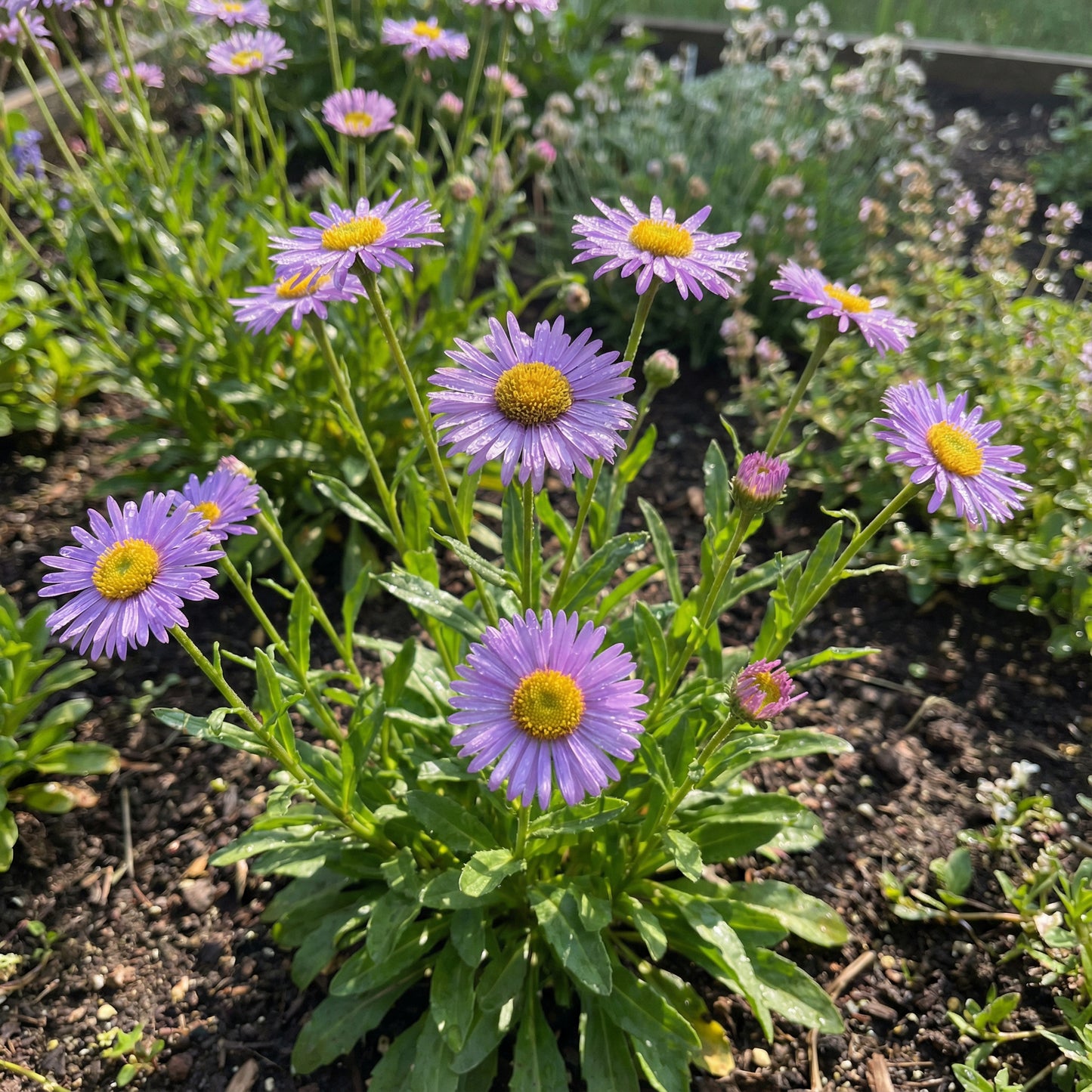Purple Yellow Erigeron Flower Seeds for Vibrant Planting