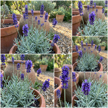 Lavender Creticus Flower Seeds for Planting - Aromatic Purple Blooms