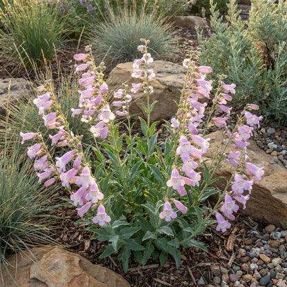 Pink Palmers Penstemon Seeds for Planting  Vibrant Perennial Flower Seeds for Your Garden