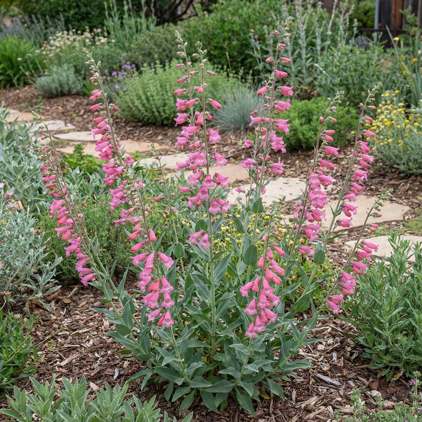 Pink Palmers Penstemon Seeds for Planting  Vibrant Perennial Flower Seeds for Your Garden