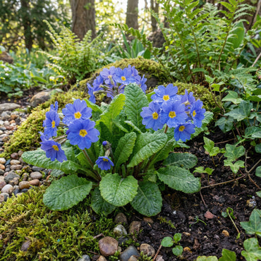 Blue Primrose Flower Seeds for Easy Planting