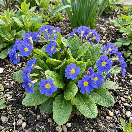 Blue Primrose Flower Seeds for Easy Planting