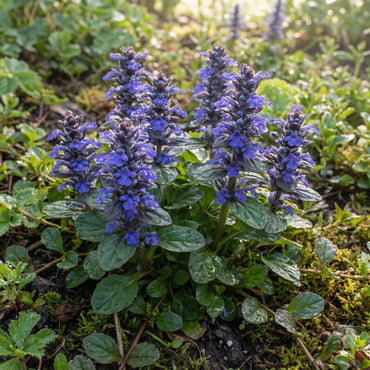 Blue Bugle Flower Planting Seeds for Colorful Landscapes
