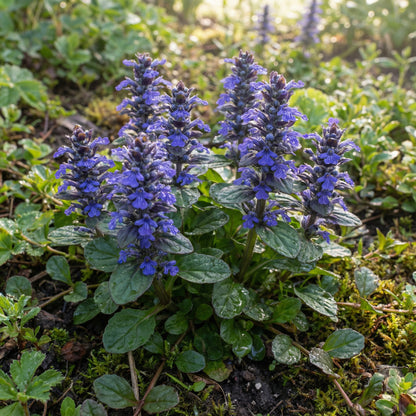 Blue Bugle Flower Planting Seeds for Colorful Landscapes