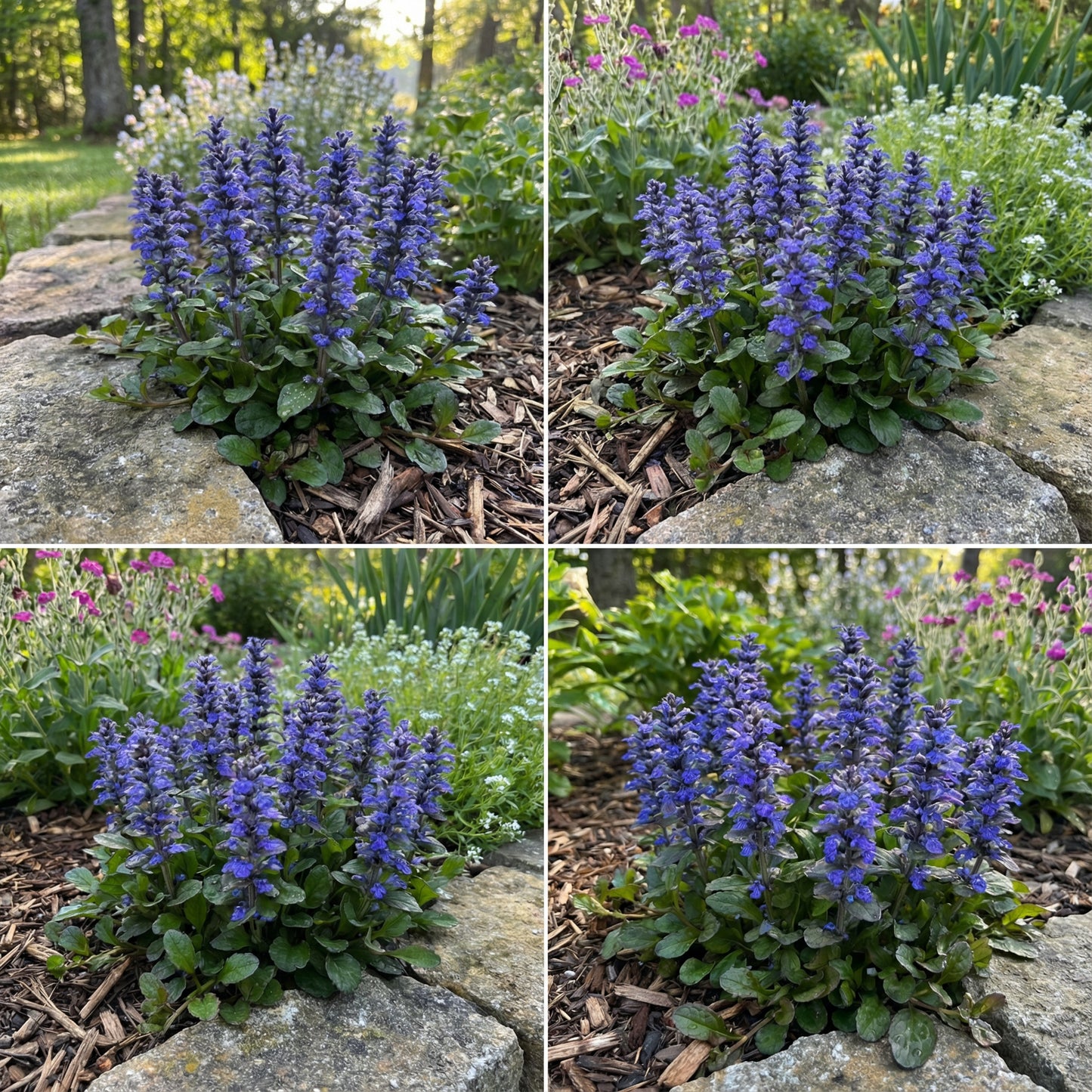 Blue Bugle Flower Planting Seeds for Colorful Landscapes