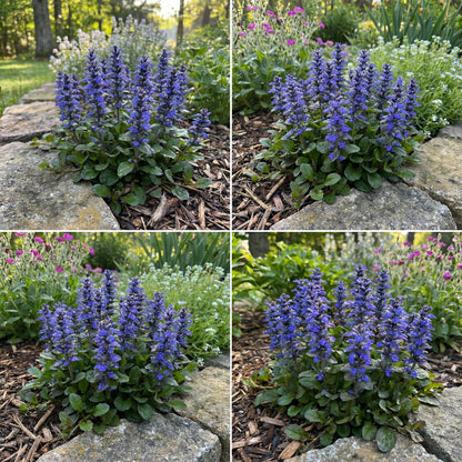 Blue Bugle Flower Planting Seeds for Colorful Landscapes