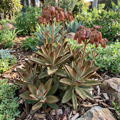 Brown Kalanchoe Seeds for Planting - Bonsai Flower Variety