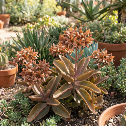 Brown Kalanchoe Seeds for Planting - Bonsai Flower Variety