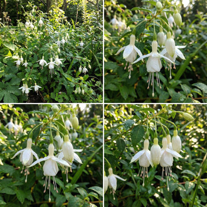 White Fuchsia Flower Seeds for Planting - Gorgeous Annual Blooms