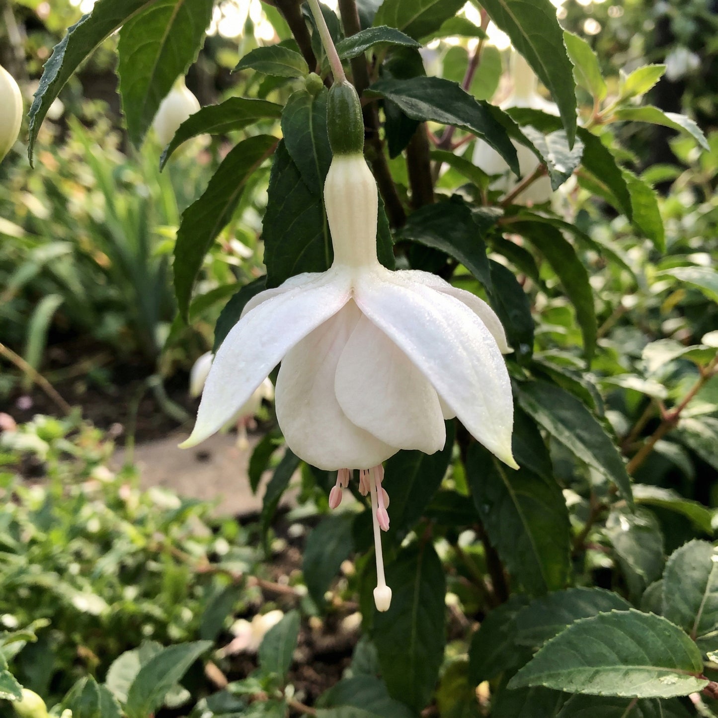 White Fuchsia Flower Seeds for Planting - Gorgeous Annual Blooms